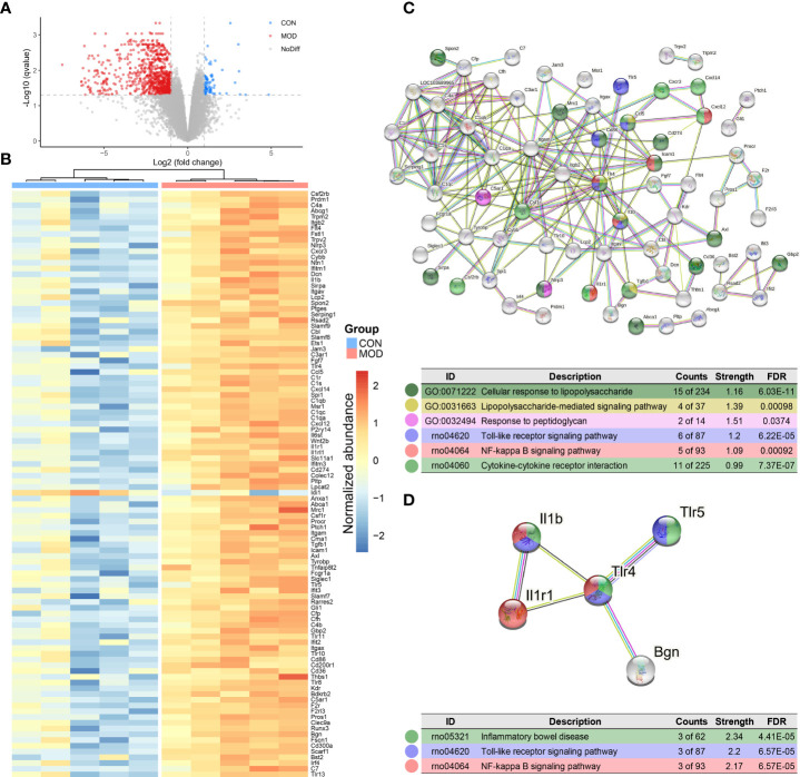 Transcriptome analysis of duodenum. (A) Differential expressed genes with DESeq2 analysis. Dotted line: BH FDR < 0.05 and |log2(FC)| > 1 represent significant (the control group: high expression in blue; the model group: high expression in red). (B) Selected differential genes based on InnateDB database. (C) PPI network based on innate immune response-related protein-coding genes (interaction score > 0.7 and hiding disconnected nodes). (D) The subnetwork clustering with MCL algorithm. Color-coded dots were clustered with GO and KEGG pathway enrichment analysis (n = 5 rats/group).