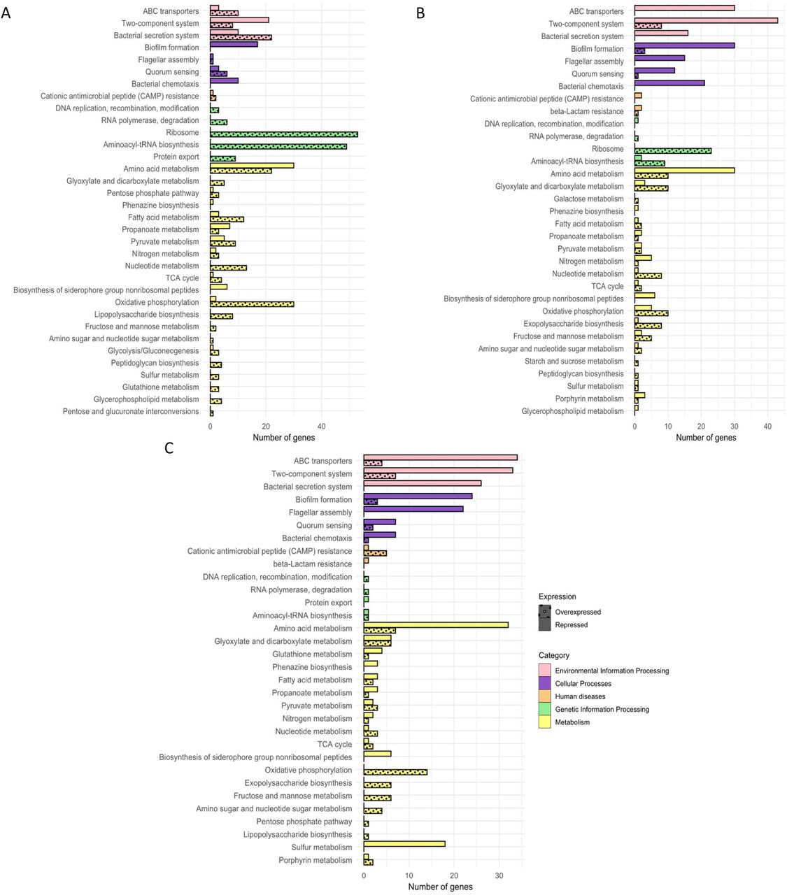 Functional classification according to KEGG pathway of the significantly down-regulated (full bars) and up-regulated (dotted bars) genes of late isolates from patients A (A), D (B) and F (C) grown in human urine compared to early isolates. Only genes with a log2 fold change (log2FC) ≥ 2 and ≤ -2 were considered. Pathways are color-coded by major functional categories: environmental information processing (pink), cellular processes (purple), human diseases (orange), genetic information processing (green) and metabolism (yellow).