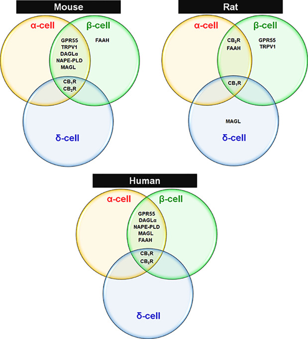 Expression of ECS elements in endocrine cells of mouse, rat and human islets. Venn diagrams are drawn based on reported findings and publications cited in Tables 1 and 2 regarding species-specific and islet cell type-specific ECS components.