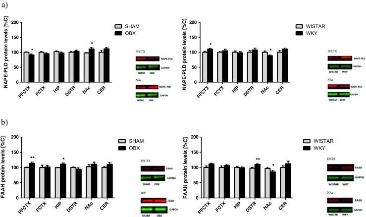 Changes in the expression of metabolizing enzymes of AEA synthetizing enzyme—NAPE-PLD (a) and degrading enzyme—FAAH (b) in brain structures from OBX and WKY rats. AEA anandamide, NAPE-PLD N-acyl phosphatidylethanolamine phospholipase D, FAAH fatty acid amide hydrolase, PFCTX prefrontal cortex, FCTX frontal cortex, HIP hippocampus, DSTR dorsal striatum, NAc nucleus accumbens, CER cerebellum, OBX bulbectomized rats, WKY Wistar Kyoto rats. All data are expressed as mean ± SEM. N = 8 rats/group. *p < 0.05; **p < 0.01 vs SHAM-operated or Wistar rats
