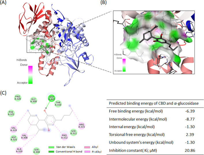 Molecular docking illustrates the interactions between CBD and α-glucosidase protein. Predicted binding location of CBD in α-glucosidase protein (A) and enlarged view (B). Molecular forces formed between CBD and α-glucosidase protein and predicted binding energies (C)