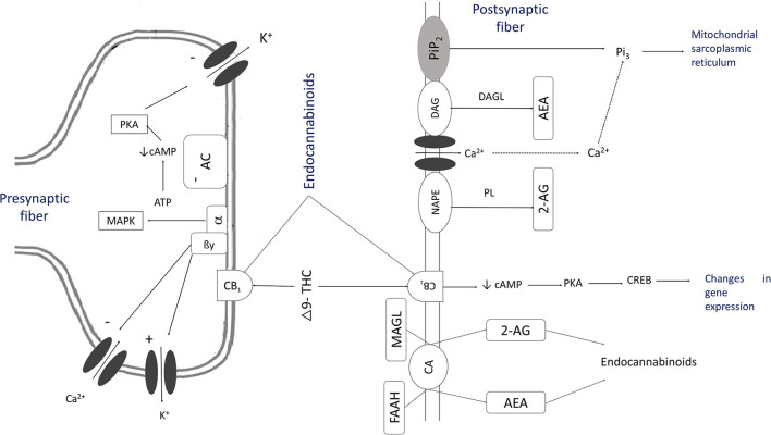 The mechanism of action of cannabinoids [Adapted from (10, 18, 29, 40)]. As a result of the activation of inositol 1,4,5-triphosphate, there is a transient increase of intracellular ionized Ca2+ through the activation of ion channels that synthesize endogenous cannabinoids. This process causes the stimulation of phospholipase (PL) and the hydrolysis of N-arachidonoyl phosphatidylethanolamine (NAPE) to create anandamide (AEA). Phospholipase C (PLC) by phosphatidylinositol 4,5-bisphosphate (PIP2) to diacylglycerol (DAG) and inositol 1,4,5-triphosphate (IP3) and diacylglycerol lipase (DAGL) synthesize 2-arachidonoylglycerol (2-AG). These substances, THC or CBD, activate CB1 receptors. AEA is released into the extracellular space by a membrane transport, and then it is hydrolyzed to become arachidonic acid and ethanolamine by fatty-acid amide hydrolase (FAAH). Specific membrane carriers can also carry 2-AG and hydrolyze it with monoacylglycerol lipase (MAGL) into arachidonic acid and glycerol. This reaction activates Gi/o proteins that stimulate mitogen-activated protein kinases (MAPK), which inhibit adenylate cyclase (AC). The secretion of cyclic adenosine monophosphate (cAMP) is inhibited, hinders voltage-dependent Ca2+ channels and stimulates K channels, allowing a G protein (GIRK) flow. The levels of Camp decrease, as does the activation of protein kinase A (PKA), which causes a decrease in the phosphorylation of voltage-gated K channels.