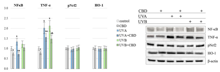 The level of NF-κB (p52) and product of its transcriptional activity—TNF-α as well as phospho-Nrf2 (p68) and product of its transcriptional activity—HO-1 in nude rats PMNs in the following groups: control; treated with CBD (every 12 h) for 4 weeks; irradiated with UVA (every 48 h) for 4 weeks; irradiated with UVA (every 48 h) and treated with CBD (every 12 h) for 4 weeks; irradiated with UVB (every 48 h) for 4 weeks; irradiated with UVB (every 48 h) and treated with CBD (every 12 h) for 4 weeks. The mean values for six rats in each group ± SD are shown: x—differences vs. control group, p < 0.05; a—differences vs. UVA treated group, p < 0.05; b—differences vs. UVB treated group, p < 0.05.