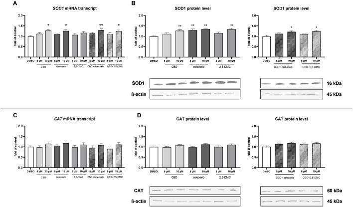 Bar graphs and western blot analyses display the effects of CBD, celecoxib, and 2,5-DMC on SOD1 and CAT expression and protein levels. Panels A and B show SOD1 mRNA and protein levels, respectively, with comparisons among DMSO, CBD, celecoxib, and combinations. Panels C and D present CAT mRNA and protein levels. Statistical significance is noted with asterisks.
