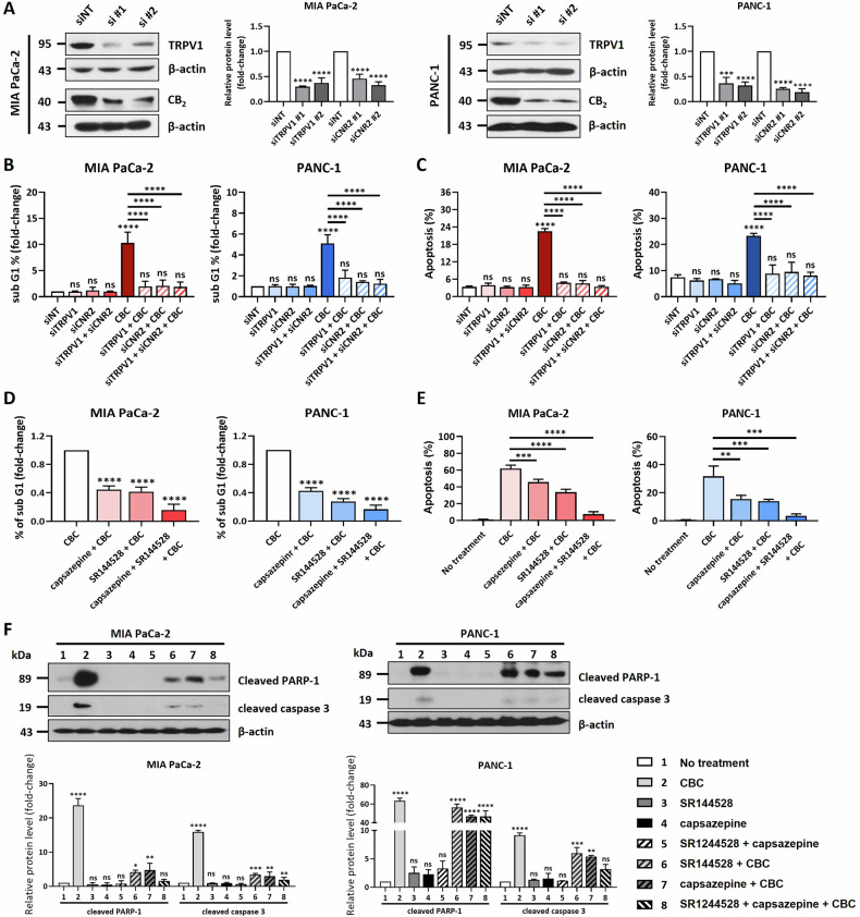 Inhibition of CB2 and TRPV1 receptors blocks cannabichromene (CBC)-induced apoptotic cell death.A Two siRNAs each targeting CB2 and TRPV1 were prepared and transfected into both MIA PaCa-2 and PANC-1 pancreatic cancer cells. The western blot image shows that CB2 and TRPV1 levels were successfully downregulated after siRNA transfection in the two pancreatic cancer cells. Results are expressed as mean ± SD (n = 3). Statistical analysis was performed with one-way ANOVA followed by Dunnett’s multiple comparison test, with P < 0.01 or P < 0.001 vs. CTRL. B The graphs were prepared after performing FACS analysis. CBC treatment increased the dead cell population in both pancreatic cancer cell lines, but this was severely decreased after siCB2 and siTRPV1 transfections. Results are expressed as mean ± SD (n = 3). Statistical analysis was performed with one-way ANOVA followed by Tukey’s multiple comparison test, with P < 0.01 or P < 0.001 vs. CTRL or CBC. C The graphs were prepared based on Annexin V-FITC/propidium iodide (PI) staining analysis. We also obtained similar data for the Annexin V-FITC/PI staining analysis. Results are expressed as mean ± SD (n = 3). Statistical analysis was performed with one-way ANOVA followed by Tukey’s multiple comparison test, with P < 0.01 or P < 0.001 vs. CTRL or CBC. D The graphs were prepared based on FACS analysis after treatment with cannabinoid inhibitors. The increased in the dead cell population induced by CBC treatment was dramatically decreased by both capsazepine and SR144528. Results are expressed as mean ± SD (n = 3). Statistical analysis was performed with one-way ANOVA followed by Dunnett’s multiple comparison test, with P < 0.01 or P < 0.001 vs. CBC. E The graphs were prepared based on Annexin V-FITC/PI staining analysis after treatment with cannabinoid inhibitors. We also obtained similar data for the Annexin V-FITC/PI staining analysis. Results are expressed as mean ± SD (n = 3). Statistical analysis was performed with one-way ANOVA followed by Tukey’s multiple comparison test, with P < 0.01 or P < 0.001 vs. CBC. F Western blot analysis was performed to examine whether apoptotic cell death is influenced after inhibition of the CB2 and TRPV1 receptor. CBC treatment increased cleaved forms of PARP-1 and caspase-3, but this was decreased after combination treatment with CBC and cannabinoid receptor inhibitors. The graphs were obtained using densitometric data from western blot images. Statistical significance was determined using Student’s t tests, with p-values ≤ 0.05 indicating statistical significance. Results are expressed as mean ± SD (n = 3). Statistical analysis was performed with one-way ANOVA followed by Dunnett’s multiple comparison test, with P < 0.01 or P < 0.001 vs. CTRL. MIA PaCa-2 and PANC-1 cells were treated with 35 μM and 30 μM CBC, respectively. Additional treatments included 5 μM capsazepine and 10 μM SR144528.