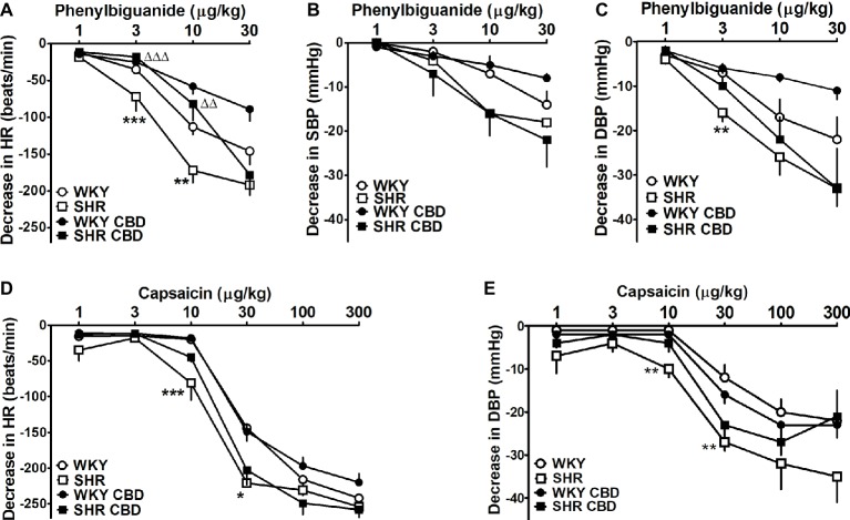 Influence of intravenous injection of cannabidiol (CBD) 10 mg/kg or its vehicle on decreases in heart rate (HR; A,D) and systolic (SBP; B) and diastolic (DBP; C,E) blood pressure induced by bolus injection of phenylbiguanide (A–C) and capsaicin (D,E) in urethane-anesthetized normotensive Wistar-Kyoto (WKY) and spontaneously hypertensive (SHR) rats. Data are given as the means ± SEM of 6–11 rats. We used the t test for unpaired data. *p < 0.01; **p < 0.01; ***p < 0.001 in comparison to the respective values in WKY; ΔΔp < 0.01; ΔΔΔp < 0.001 in comparison to the respective group treated with vehicle for CBD.