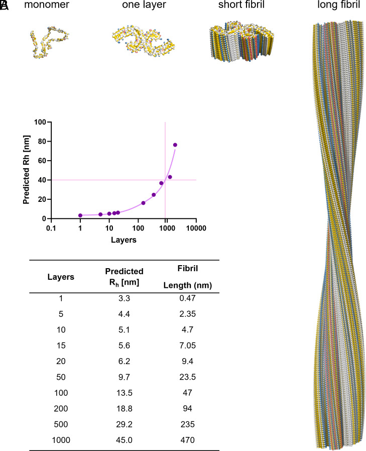 Correlation between fibril length and hydrodynamic radius (Rh). (A) Structures of Tau monomer and Paired Helical Filament fibril as one layer, 20 layers, and 342 layers. (B) Rh prediction based on the coordinates of the stacked fibril layers. Fibril length is calculated using 0.47 nm for one layer (49).