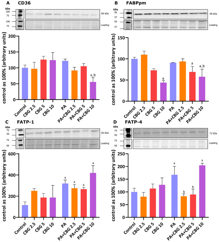 The levels of fatty acid transport proteins, including fatty acid translocase—CD36 (A), plasma membrane fatty acid-binding protein—FABPpm (B), fatty acid transport protein 1 and 4—FATP-1 and FATP-4 (C,D, respectively) in H9c2 cardiomyocytes after 18 h incubation with palmitate (PA; 300 μM) and/or cannabigerol (CBG; 2.5 μM, 5 μM, 10 μM). The levels of the abovementioned proteins are presented as percentage differences compared to the control group, which was set as 100%. The data are expressed as mean values ± SD and are based on three independent determinations in each group; a p < 0.05 indicates a significant difference: the control group in comparison to the examined group; b p < 0.05 indicates a significant difference: the PA group in comparison to the examined group.