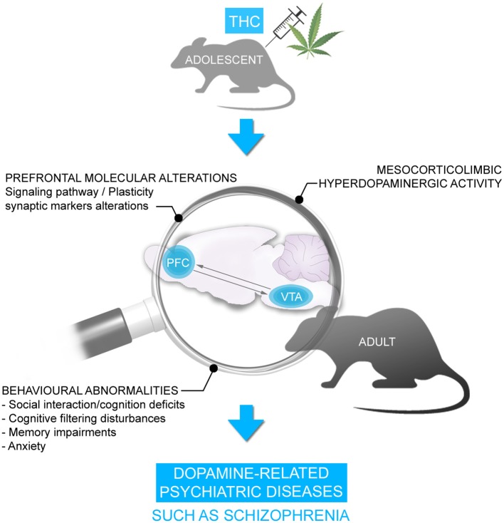 Chronic THC exposure during adolescence is associated with persistent behavioral disorders in adulthood including social interaction/cognition deficits, cognitive filtering disturbances, memory deficits and anxiety. These behavioral disorders were accompanied by alterations in signaling pathway and synaptic plasticity markers and hyperDAergic activity in the mesocorticolimbic pathway, resembling schizophrenia.