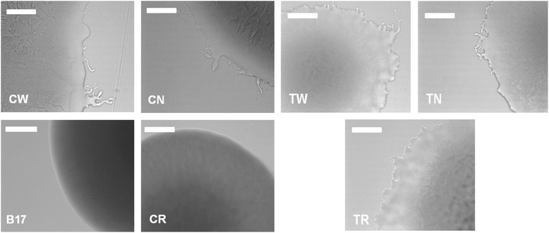 Light micrographs showing representative colony edges after 3-day incubation at 16 °C on gliding motility agar. CW – wild-type CSF 259.93; CN – CSF 259–93 passaged without rifampicin; CR– CSF 259–93 passaged with rifampicin; B17 – attenuated CSF 259.93B.17; TW – wild-type THC 02–90; TN – THC 02–90 passaged without rifampicin; TR – THC 02–90 passaged with rifampicin; white bars indicate 200 μm scale