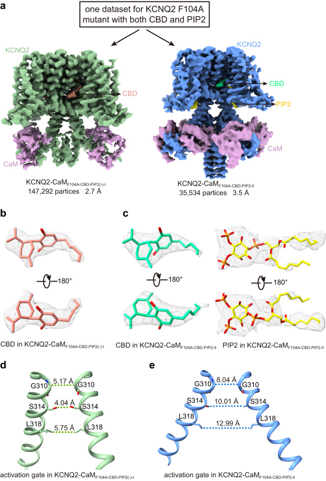 Two structures of the KCNQ2-CaM F104A mutant determined from one dataset in the presence of CBD and PIP2.a Two different KCNQ2-CaMF104A maps were reconstructed from one dataset for KCNQ2 F104A mutant with both CBD and PIP2. b The density maps of one CBD molecule in different orientations at the contour level of 3.7 σ. c The density maps of one CBD molecule and one PIP2 molecule in different orientations at the contour level of 3.7 σ and 3.5 σ, respectively. d The closed activation gate of KCNQ2-CaMF104A-CBD-PIP2(-)-I. The dashed lines show diagonal atom-to-atom distance (in Å) at the constriction-lining residues Gly310, Ser314, and Leu318. e The open activation gate of KCNQ2-CaMF104A-CBD-PIP2-II. The dashed lines show diagonal atom-to-atom distance (in Å) at the constriction-lining residues Gly310, Ser314, and Leu318.