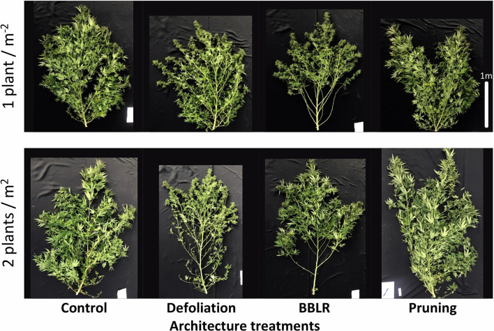 Effect of planting density (1 or 2 plants m−2) on visual appearance of medical cannabis plants, subjected to four plant architecture modulation treatments. Control, Defoliation, removal of leaves and branches from the bottom part of the plant [BBLR] at the transition to the flowering stage, and pruning at the beginning of the vegetative growth stage. The images were taken 69 days following the transition to the short photoperiod, at the time of harvest.