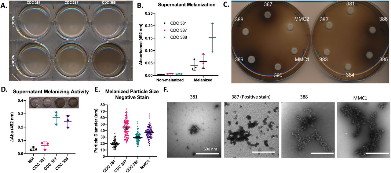 Melanization primarily occurs extracellularly in C. auris.(A-B) Melanized cultures have darker supernatants than their non-melanized counterparts, particularly the supernatant from the CDC 388 strain. (C) When grown on solid agar, all melanizing strains have a dark halo surrounding their colony, with darker color around strong melanizing strains. The colonies of the strains themselves are notably white. (D) The cell-free supernatant from CDC 387 and CDC 388 (melanin-capable strains) have the ability to melanize, indicating a melanization factor is present. (E-F) Cultures grown with L-DOPA have melanin particles in the supernatant that can be collected and visualized via electron microscopy. The strongly melanizing CDC 387 strain has the largest population of these particles, the moderate melanizing strains CDC 388 and MMC1 have moderately sized populations of these particles, and the weak melanizing strain CDC 381 has the smallest population. All experiments were done in biological triplicate. Panels (A), (C) and (F) are representative images. Scale Bar indicates 500 nm. Error bars indicate standard deviation.