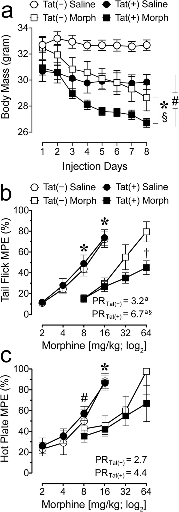 Body mass and behavioral tolerance in Tat transgenic mice were significantly impacted by Tat exposure and morphine treatment. a Time course of body mass in Tat(−) and Tat(+) mice exposed to repeated injections of saline or morphine for 8 days. Morphine significantly decreased body mass for Tat(−) and Tat(+) groups overall and across time. Further, Tat expression decreased body mass for Tat(+) mice compared to Tat(−) mice. All data are expressed as mean ± SEM. Statistical significance was assessed by ANOVAs followed by Tukey’s post hoc tests; *p = 0.003 main effect of drug; §p < 0.001 time × drug interaction; #p < 0.001 main effect of genotype. Morph short-term (8-day) morphine injections. n = 7–9 mice per group. b, c Assessment of morphine-induced antinociceptive tolerance in Tat(+) mice compared to Tat(−) mice after morphine or saline exposure for eight days. Each data point represents the mean of the percent maximum possible effect of tail withdrawal (tail flick) or paw withdrawal/lick (hot plate) relative to baseline as a function of acute morphine dose (mg/kg). b For the tail-flick assay repeated morphine exposure produced tolerance in Tat(−) and Tat(+) mice compared to their saline-exposed counterparts as indicated by the significant 3.2-fold and 6.7-fold increases in the potency ratios, respectively (ap < 0.05). Importantly, the 6.7-fold increase in potency for Tat(+) mice was significantly higher than the 3.2-fold increase for Tat(−) mice (based on non-overlapping 95% confidence interval, §p < 0.05, see Table 1 for details), indicating increased tolerance for Tat(+) compared to Tat(−) mice when repeatedly exposed to morphine. Note, as the potency ratio of 6.7 is based on an estimated ED50 value, caution should be exercised when interpreting the data. Nevertheless, the significant difference between Tat(−) and Tat(+) mice is supported by ANOVA results, specifically in response to an acute morphine injection of 64 mg/kg (†p = 0.009). c For the hot-plate assay morphine-induced tolerance was less robust. ANOVA results indicated significance at 8 mg/kg and/or 16 mg/kg as well as significant differences in ED50 values for Tat(+) mice exposed to saline versus morphine (based on non-overlapping 95% confidence interval, see Table 1 for details). However, the 2.7- and 4.4-fold increase in potency ratio for morphine exposure in Tat(−) and Tat(+) mice, respectively, was not significant. All data are expressed as mean ± SEM. Statistical significance was assessed by ANOVA followed by Tukey’s post hoc test; *p < 0.05 vs. 8 or 16 mg/kg acute morphine administration in the corresponding Tat mouse group exposed to repeated morphine; for Tat(+) mice: #p < 0.05 vs. Tat(+) mice exposed to repeated morphine. “PR” = potency ratio, as determined by the ED50 shift between the saline and morphine-exposed groups (see text for details), ap < 0.05; §p < 0.05 vs. 3.2-fold PR for Tat(−) mice. Morph short-term (8-day) morphine injections, MPE maximun possible effect, PR potency ratio. Tail flick, n = 7–9 mice per group; hot plate, n = 3–4 mice per group