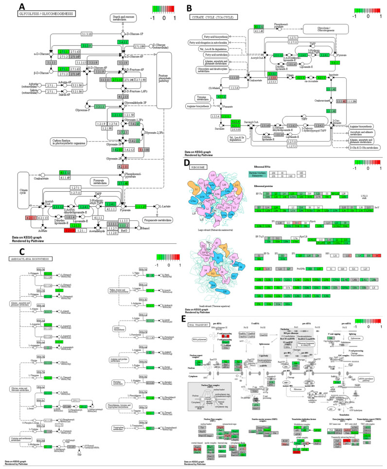 Decreased expression of multiple genes regulating (A) glycolysis/gluconeogenesis, (B) citrate cycle, (C) aminoacyl–T–RNA synthesis, (D) ribosome, and (E) RNA transport pathways in response to cisplatin 10 μM compared to DMSO control in HT–29 CRC cell line. The genes are coloured according to the difference in expression level between treatment and control for each sample. Red colour shows upregulation and green downregulation relative to the treatment group. Data based on GAGE unidirectional analysis.