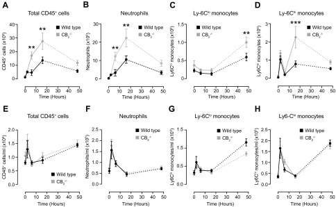 CB2 deficiency results in an exaggerated acute inflammatory response in the dorsal air pouch inflammation model. Dorsal air pouches of 8–10-wk-old female WT and CB2−/− mice were injected with 100 μg Zymosan and lavaged at the indicated time points. A–D) Absolute numbers of total CD45+ cells (A), neutrophils (CD45+, Cd115−, Ly-6G+, Ly-6Clo) (B), Ly-6Clo (C), and Ly-6Chi monocytes (CD45+, CD115+) (D) were determined by flow cytometry. E–H) Blood was also withdrawn from the same animals and numbers of total CD45+ cells (E), neutrophils (F), Ly-6Clo (G), and Ly-6Chi (H) monocytes per milliliter of blood were determined by flow cytometry. Data are means ± sem (n = 5–11 animals/group). Statistical analysis was conducted by 2-way ANOVA with Sidak’s multiple comparisons correction. **P < 0.01, ***P < 0.001.