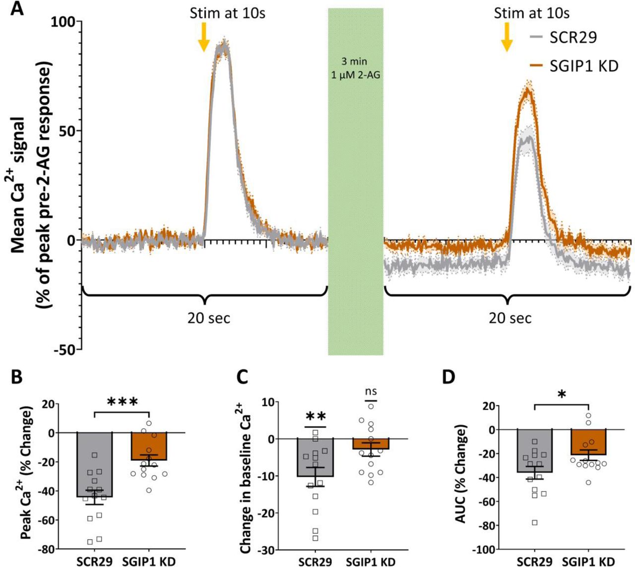 SGIP1 knockdown decreases CB1R-mediated inhibition of Ca2+ influx.(A) Average traces of presynaptic Ca2+ responses (measured using SyGCaMP3) to 20 action potentials at 20 Hz pre- and post-2-AG incubation (1 μM, 3 min). Data is expressed as a percentage of pre-2-AG peak. Solid line = mean; shading and dotted line = SEM; n = 13 fields of view from eight independent neuronal cultures. (B-D) Quantification of data represented in (A). (B) SGIP1 KD significantly reduces the drop in peak Ca2+ levels after 2-AG application compared to SCR29 control (SCR29 vs. SGIP1 KD: mean ± SEM, −45.45 ± 4.92 vs. −19.07 ± 3.84; n = 13 vs. n = 13, t(24) = 4.066, ***p = 0.0004). Unpaired t-test. n = 13 fields of view from eight independent neuronal cultures. (C) 2-AG application significantly reduces the baseline level of Ca2+ of SCR29-transfected control neurons, but not of SGIP1 KD neurons (SCR29 vs. 0: mean ± SEM, −10.29 ± 2.55; n = 13, t(12) = 0.0017, **p = 0.0017. SGIP1 KD vs. 0: mean ± SEM, −2.89 ± 1.80; n = 13, t(12) = 1.607, nsp = 0.134). One sample t-test with theoretical mean = 0; n = 13 fields of view from eight independent neuronal cultures. (D) SGIP1 KD significantly reduces the area under curve (AUC) of Ca2+ signal after 2-AG application compared to SCR29 control (SCR29 vs. SGIP1 KD: mean ± SEM, −36.06 ± 5.30 vs. −21.36 ± 4.38; n = 13 vs. n = 13, t(24) = 2.139, *p = 0.043). Unpaired t-test; n = 13 fields of view from eight independent neuronal cultures.