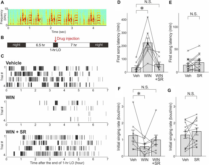 The cannabinoid agonist WIN significantly decreased intrinsic motivation for undirected singing and this effect was reversed by the cannabinoid antagonist SR. (A) . Spectrogram of an undirected song bout in a representative bird. (B). Schedule of lights-out (LO) and drug administration. Drugs or their vehicles were injected 30 min prior to the offset of 1-h LO periods. (C). Raster plot of song bouts produced after LO periods with vehicle (top), WIN (middle), or WIN & SR (bottom) administrations in a representative bird. (D). The effects of WIN and SR administrations on first song latencies. First song latencies were significantly increased after WIN administrations compared with those after vehicle administrations (“Veh”), and these effects were largely reversed by co-administration of SR and WIN (mean ± SEM, *p < 0.01, significance level α was corrected from 0.05 to 0.0167). Each line indicates a single bird. N.S., not significant. (E). Effects of SR administration alone on first song latencies. (F). Effects of WIN and SR administrations on initial singing rates. *p < 0.05. Conventions are as in D. (G). Effects of SR administration alone on initial singing rates.