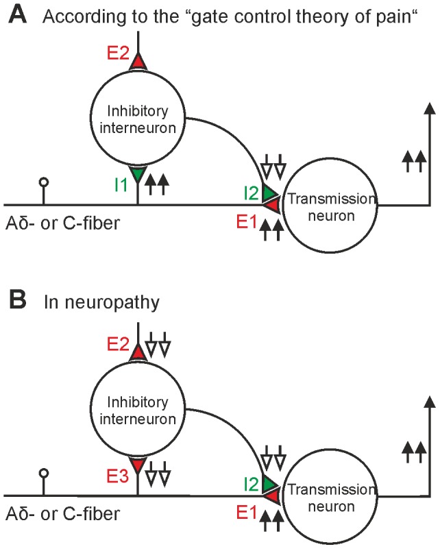Opening a spinal gate for nociception.(A) The classical gate control theory: Afferent nociceptive fibers (Aδ- and C-fibers) directly excite transmission neurons via excitatory synapse E1. Collaterals of nociceptive afferents inhibit inhibitory neurons through a proposed inhibitory synapse I1. Activity in Aδ- and C-fibers during nociception would thus depress activation of the inhibitory interneurons. This would lead to a reduced (↓↓) pre- (I2) or postsynaptic inhibition (not shown) of nociceptive transmission neurons in the spinal dorsal horn. The existence of the proposed inhibitory synapse (I1) has, however, not been shown experimentally. (B) The present and previous studies [10], [16] have demonstrated monosynaptic excitatory input (E3) to GABAergic neurons from Aδ- and C-fiber afferents. We tested the hypothesis, that in neuropathy global excitatory drive (E2 and E3) including direct excitation from presumably nociceptive Aδ- and C-fibers to GABAergic neurons is impaired. This would lead to a reduced inhibition at I2 (↓↓) and thus open the spinal gate for nociception (↑↑ E1). E2: other excitatory input from local circuits or descending pathways. (color code: green: inhibitory synapse; red: excitatory synapse)