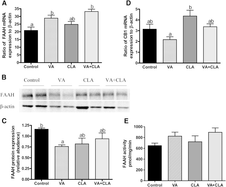 Jejunal mucosal mRNA expression of FAAH and CB1 and protein abundance and activity of FAAH in JCR:LA-cp rats fed control or experimental diets for 8 weeks. The mRNA expression for FAAH (A) and CB1 (D) is relative to the housekeeping gene, β-actin. A representative blot (B) and graph (C) for FAAH relative protein abundance are shown. FAAH activity (E) was not significant within groups. Values are mean ± SEM, represented by vertical bars (n = 5). Means without a common letter differ, P < 0.05.