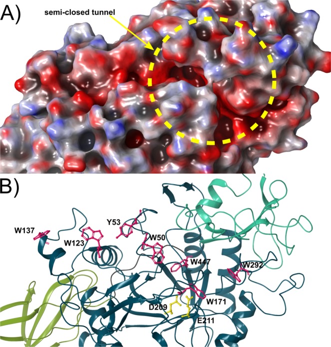 Structural details of the catalytic cleft in ChiA74. (A) Electrostatic surface potential of the semiclosed tunnel active site of ChiA74. Red and blue color indicate negative and positive charges, respectively, generated using Poisson-Boltzmann (APBS) method for the solvated molecule. The binding and catalytic area displays an extended negatively charged surface. The discontinued circle in yellow is indicating the semi-closed tunel. (B) A series of aromatic residues for substrate stabilization and binding are shown in magenta. Residues W137, W123, Y53, W50 and W447 form an extended surface towards the catalytic site (only D209 and E211 are shown, in yellow). Images are superimposables.
