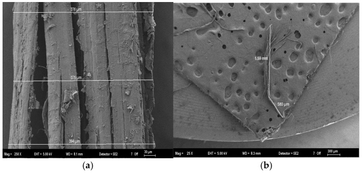 Morphological characterization of Hemp Fibers (HF): (a) SEM micrograph showing the width and surface texture of a fiber bundle; (b) Macro-optical view of the raw hemp fibers and the ruler used for length reference.