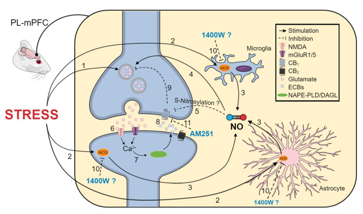 Schematic representation of the proposed mechanisms involved in the anti-stress effect of 1400 W in the PL-mPFC. (1) Acute stress induces glutamate release (2) and activates iNOS, which could be expressed in microglia, astrocytes, and neurons. (3) Increased iNOS activity increases NO levels, (4) which can potentiate glutamatergic transmission. (5) NO may promote protein S-nitrosylation, including the CB1 receptor. Therefore, it could inhibit its function, impairing neurotransmission control. (6) Glutamate also activates mGlu5 and NMDA receptors, increasing intracellular calcium levels, (7) resulting in activation of the ECB synthesizing enzymes, NAPE-PLD and DAGL-a, increasing ECB levels. (8) Anandamide and 2-AG could act on CB1/2 receptors (9), regulating neuronal excitability. In the context of stress, NO could overcome ECBs' stress-buffer actions, favoring the release of glutamate, excessive excitability, and anxiety-like behaviors. In this way, (10) iNOS inhibition by 1400W could attenuate this positive feedback in neurons and reduce inflammatory consequences of iNOS activation in glial cells. ECBs acting at CB1 receptors contributes to the anxiolytic effect of 1400 W because (11) blocking CB1 receptors with AM251 prevented the anti-stress effect of 1400 W. We propose that the anti-stress effect of pharmacological iNOS inhibition in the PL-mPFC is dependent on the local ECB signaling, mediated at least by the CB1 receptors. The figure was simplified. Therefore, not all cells and components of synapses and glial cells are depicted.