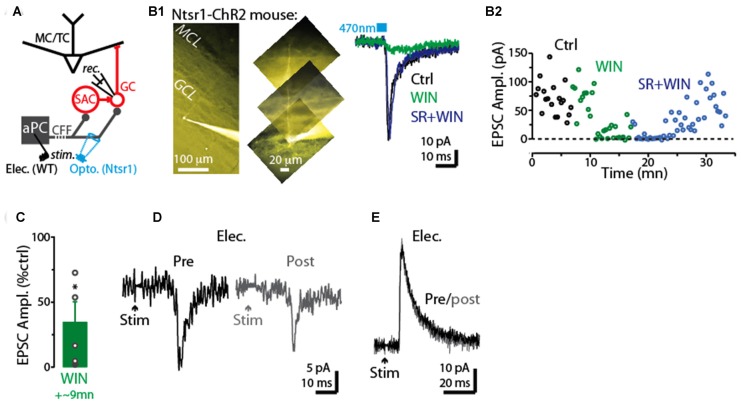 CB1-R-mediated modulation of CFF-EPSCs in GCs. (A) Schematic illustrating protocol for measuring CFF-EPSCs in GCs. CFF-EPSCs were evoked by either light stimulation in ntsr1-ChR2-YFP mice or electrical stimulation in aPC. (B1) Right: light-evoked CFF-EPSCs recorded in a GC (Vhold = −75 mV) were reduced by WIN and recovered by subsequent addition of SR (in the presence of WIN). Each trace reflects average of six trials. Control and WIN traces are difficult to distinguish because they are nearly identical. Left: epi-fluorescence image of the GC, indicating the presence of an apical dendrite. (B2) Time plot of the peak amplitude of the light-evoked CFF-EPSC for the experiment in (B1) (one data point per trial). (C) Summary of WIN effects on CFF-EPSCs in five GCs (12 trials per cell). *p = 0.024, paired t-test, n = 5. (D) Example recording of CFF-EPSCs in a GC before (black; average of 6 trials) and 2.5 s after (gray) a 5-s depolarization to the GC. Note the evidence for DSE in this GC. The holding potential was −75 mV. (E) Example recording of CFF-driven IPSCs in a GC before (black; average of 6 trials) and 2.5 s after (gray) a 5-s depolarization to the GC. The holding potential was −45 mV.