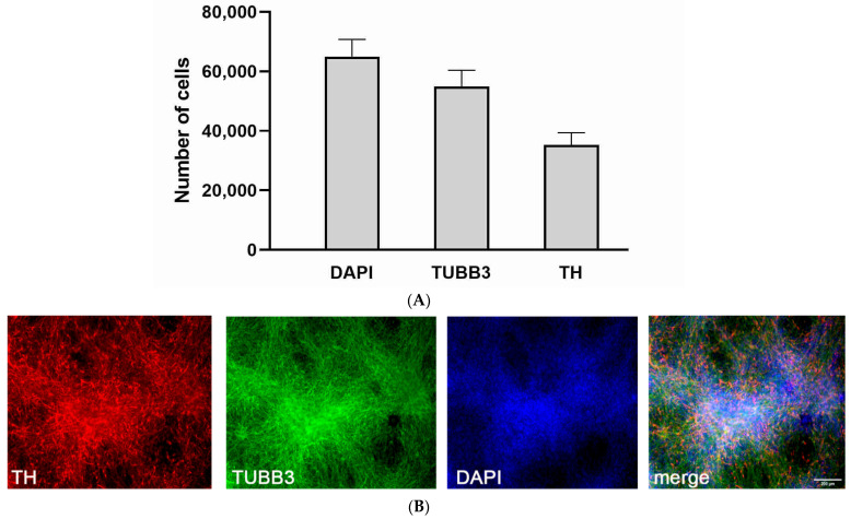 Quantitative characterization and immunofluorescence staining of human iPSC-derived neuronal cell cultures. (A). Quantitative characterization of human iPSC-derived neuronal cell cultures. (B). Immunofluorescence staining of neuronal cell cultures with β-III-tubulin (TUBB3) (total neuronal population), tyrosine hydroxylase (TH) (DA neurons) antibodies and DAPI (total cell population). The data are represented as mean ± SD, n = 7.