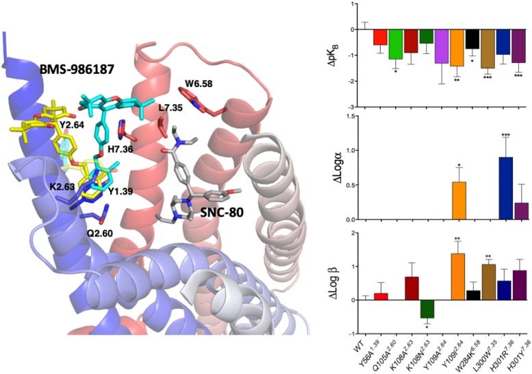 The two energetically most favorable binding modes of the allosteric modulator BMS-986187 – colored yellow and cyan – at the DOP receptor in complex with the orthosteric ligand SNC-80, which is colored in gray. In sticks are the DOP receptor residues in the putative DOP allosteric site used in mutagenesis experiments to help validate the most likely binding mode. The plots to the right show the effect of mutations on the affinity of the allosteric ligand (top right), the induced changes in affinity of the orthosteric ligand (middle plot), and the changes in orthosteric ligand efficacy when the allosteric ligand is bound (bottom right). The experimental data support the predicted BMS-986187 binding mode in cyan color as the most favorable one. Astars indicate the statistical significance levels as given by Dunnet’s test p values (∗p < 0.05, ∗∗p < 0.01, and ∗∗∗p < 0.001).