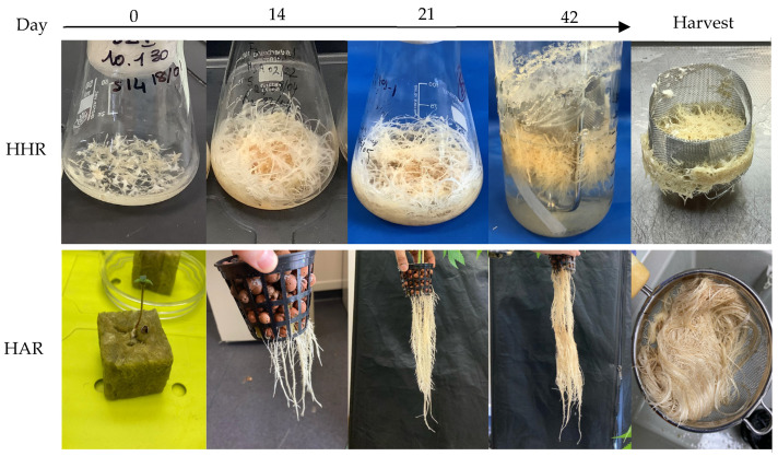 HHR and HAR development from 0 to 42 days of culture and harvested biomass. In vitro HHRs were grown in Erlenmeyer for 21 days, transferred to a 1 L-bioreactor (n = 3), and further cultivated until the harvest at 42 days. HARs were grown from 10-day plantlets (n = 3) and transferred to a semi-controlled indoor aeroponic system until the harvest on day 42.