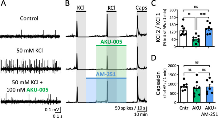 Dual MAGL/FAAH inhibitor AKU-005 reduces nociceptive firing mediated by CB1 receptors. A Example traces of APs recorded from the peripheral part of trigeminal nerve innervating rat meninges for the control condition before any application (top), during the 1-min active phase of KCl-induced spiking activity without (middle) and in the presence of AKU-005 (100 nM) (bottom trace). B Time courses of spike frequency (10-s bin size) induced by two subsequent 10-min pulses of 50 mM KCl and 1 μM Capsaicin, in the presence of only 100 nM AKU-005 and the combination of 100 nM AKU-005 and 1 μM AM-251 during the 2nd KCl pulse. After exposure to AKU-005, the 2nd KCl-induced firing was reduced. To test that the effect was mediated by cannabinoid CB1 receptors, the experiment was repeated in the presence of specific CB1 blocker AM-251 (1 µM). C Firing induced during the 2nd KCl pulse was reduced in the presence of AKU-005 (AKU) application (N = 7, Kruskal Wallis test, * = 0.03) in comparison to the control (N = 8) condition (Cntr) (the ratio of the APs between 2nd and 1st KCL pulse). Firing was increased again by the combination of both AM-251 and AKU-005 (N = 7, Kruskal Wallis test, ** = 0.004). D Blockade of CB1 receptors did not change the efficacy of next applied capsaicin compared to application of only AKU-005 (number of APs/1 min)