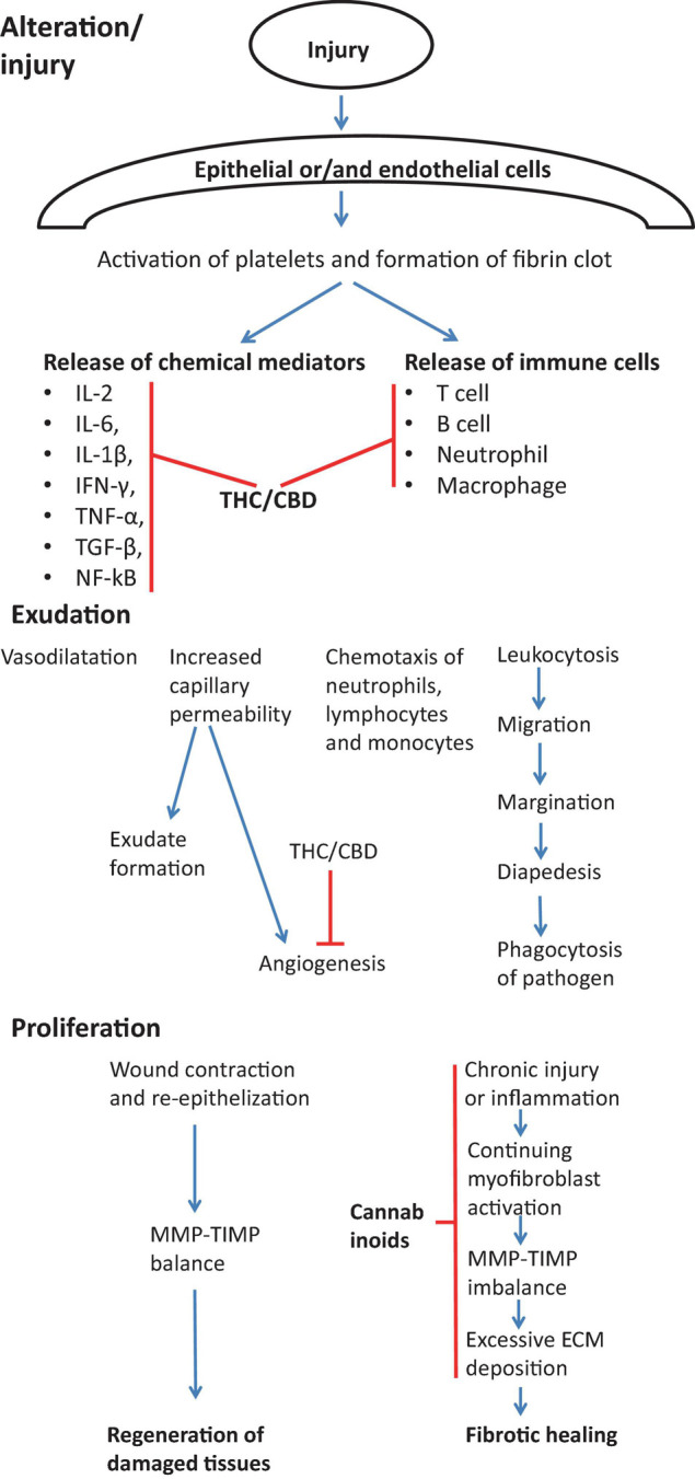 Effect of cannabinoids on various stages of wound healing in view of preventing/treating fibrosis. During the first stage of wound healing cannabinoids are responsible for inhibiting immune response by suppressing the release of immune cells into the injury cite and by inhibiting Th1 response and main pro-inflammatory cytokines (IL-2, IL-6, IL-1β, IFN-γ, TNF-α, TGF-β, NF-kB) (Watzl et al., 1991; Srivastava et al., 1998; Dinu et al., 2020). During exudation stage, cannabinoids inhibit the angiogenesis (Wietecha and DiPietro, 2013). Cannabinoids also actively contribute to the proliferation stage by suppressing chronic inflammation (Costa et al., 2007; Gallily et al., 2018), myofibroblast activation (Garcia-Gonzalez et al., 2009), the excessive deposition of ECM components (Garcia-Gonzalez et al., 2009) and normalization of TIMP-MMP imbalance (Garcia-Gonzalez et al., 2009).