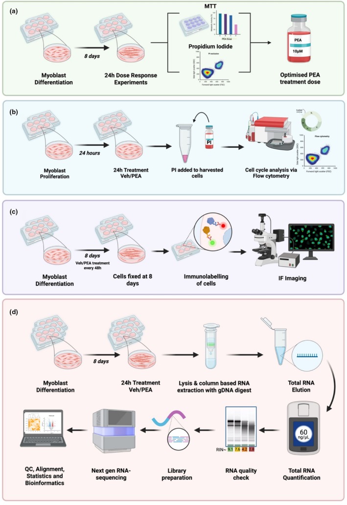 Experimental workflow for (a) the determination of dose tolerability. C2C12 myoblasts were differentiated in GM before 24 h treatment with PEA or vehicle (DMSO) control. MTT and PI exclusion assays were performed to determine the maximal tolerable dose of PEA. In workflow (b), C2C12 myoblasts were treated with PEA (10 μM) or vehicle control for 24 h. Myoblasts were then harvested and stained for DNA labelling with PI. Cell cycle phase distribution was then analyzed using flow cytometry. In workflow (c), C2C12 myotubes were treated with PEA (10 μM) or vehicle control every 48 h throughout differentiation. On day 8, myotubes were fixed, stained with DAPI and MF‐20, and imaged by immunofluorescence for morphological analysis. Image created using Biorender. Finally, in workflow (d), differentiated myotubes were exposed to PEA (10 μM) or vehicle control for 24 h before being lysed for column‐based RNA extraction. Total RNA quantity and quality were determined prior to library preparation and next‐generation sequencing. Pre‐alignment QC was performed prior to quality trimming and STAR alignment, followed by quantification to the annotation model, counts were then normalized by median ratio, prior to DESeq2 statistical analysis.
