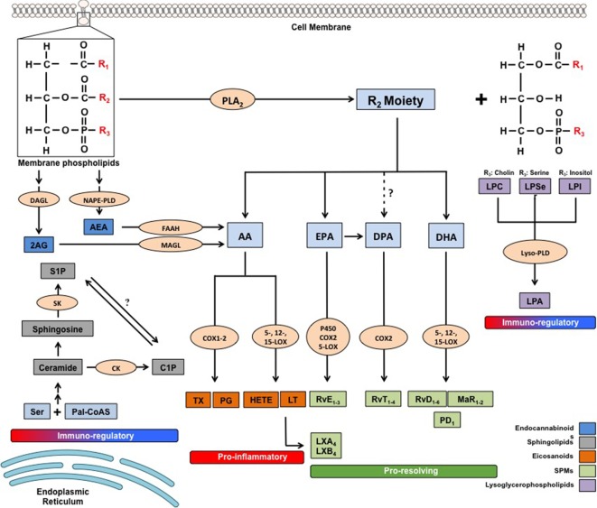 Metabolic pathways of the main families of endogenous bioactive lipids. 2-AG, 2 arachidonoylglycerol; AA, arachidonic acid; AEA, arachidonoylethanolamide; C1P, ceramide-1-phosphate; CK, ceramide kinase; COX, cyclooxygenase; DAGL, diacylglycerol lipase; DHA, docosahexaenoic acid; DPA, docosapentaenoic acid; EPA, eicosapentaenoic acid; FAAH, fatty acid amide hydrolase; HETEs, hydroxyeicosatetraenoic acids; LOX, lipoxygenase; LPA, lysophosphatidic acid; LPC, lysophosphatidilcholine; LPI, lysophosphatidylinositol; LPSer, lysophosphatidylserine; LTs, leukotrienes; LX, lipoxin; Lyso-PLD, lyso-phospholipase D; MAGL, monoacylglycerol lipase; MaR, maresin; NAPE-PLD, N-arachidonoylphosphatidylethanolamide-specific phospholipase D; Pal-CoASH, palmitoyl coenzyme A; PD, protectin; PDX, protectin DX; PGs, prostaglandins; PLA2, phospholipase A2; Rv, resolvin; S1P, sphingosine-1-phosphate; SK, sphingosine kinase; TXs, thromboxanes.