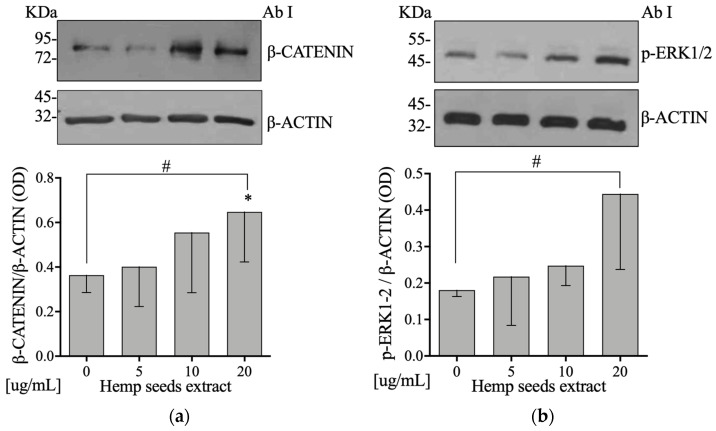 Hemp seed extract increases β-catenin and p-ERK1/2 pathways protein levels on Saos-2 cells. (a) Semi-confluent cultures of human osteoblast-like cells (Saos-2) incubated with HSE 5, 10, or 20 µg/mL for 24 hours. Cell proteins were analyzed by Western blotting with antibodies specific to β-catenin and β-actin. (b) Semi-confluent cultures of human osteoblast-like cells (Saos-2) were incubated with HSE 5, 10, or 20 µg/mL for 10 min. Cell proteins were analyzed by Western blotting with antibodies specific to phosphorylated ERK1/2 and β-actin. Data are represented as mean ± SD. Statistical analysis: Student’s t-test vs. 0 * p < 0.05, Linear regression # p < 0.05.