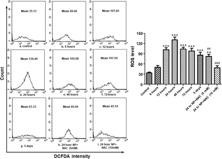 ZnO NP exposure results in ROS (peroxide) generation in B. mori hemocytes. After exposing larvae with ZnO NPs for different time periods, hemocytes were collected and stained with DCFH-DA for measurement of peroxide (H2O2) by flow cytometry. Each experiment was performed at least in triplicate. The larvae were pre-treated with ROS inhibitors (5 mM and 10 mM NAC), and then treated with the nanoparticles. ***P < 0.01, ***P < 0.001 versus control. ##P < 0.01, ###P < 0.001 versus 24 hour group.