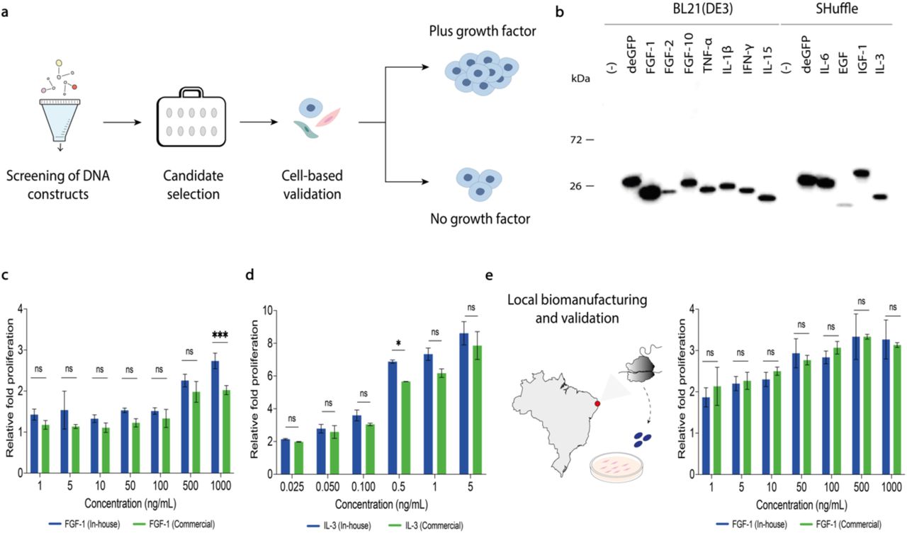 A CFPS manufacturing platform enables local production of functional growth factors.(a) Schematic representation of the pipeline for growth factor candidate selection and cell-based testing. (b) Western blot analysis of 11 high-value CFPS-derived growth factors. FGF-1, FGF-2, FGF-10, TNF-α, IL-1β, IFN-γ, and IL-15 were expressed in E. coli BL21 (DE3) in-house cell-free lysates. IL-6, EGF, IGF-1, and IL-3 were expressed in SHuffle-based in-house cell-free lysates. Detection was performed using an anti-His- HRP antibody. Data shown are from one representative biological replicate out of three independent experiments. (c) In vitro proliferation assay comparing on-demand, locally produced in Canada (blue) and commercial (green) FGF-1 growth factors in NIH-3T3 cells. Cells were individually treated with varying concentrations (1, 5, 10, 50, 500, and 1000 ng/mL) of growth factor. Luminescence was measured using a conventional plate reader. Data are shown as mean ± SD, n = 3. (d) In vitro proliferation assay comparing on-demand, locally produced (blue) and commercial (green) IL-3 growth factors in TF-1 cells. Cells were individually treated with varying concentrations (0.025, 0.05, 0.1, 0.5, 1, and 5 ng/mL). This representative data was obtained using reagents produced on-site in Canada. Data are shown as mean ± SD, n = 3. (e) Growth factor expression and cell-based validation in a low-resource setting. In vitro proliferation assay using FGF-1 and NIH-3T3 cells. Cells were individually treated with varying concentrations (1, 5, 10, 50, 500, and 1000 ng/mL) of both in-house-produced (blue) and commercial (green) growth factors. This representative data was obtained using reagents produced on-site in Brazil. Relative fold proliferation was plotted as the fold-change compared to untreated, serum-starved cells under the same experimental conditions. Data are shown as mean ± SD, n = 3. Statistical differences were determined by two-way ANOVA with Šídák’s post hoc multiple comparisons test: ns p > 0.05, * p < 0.05, ** p < 0.01, *** p < 0.001. Abbreviations are: ns, not significantly different; kDa, kilodaltons.