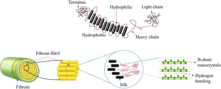 Structure of silk fiber.