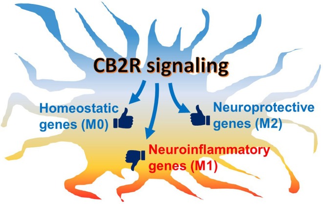 Schematic hypothetical CB2R signaling effects on microglial phenotype. Microglia are activated under neuropathological conditions, in which neuroinflammatory genes are mainly induced while neuroprotective genes are also regulated. Under chronic conditions, the predominantly inflammatory activated microglia often cause neurotoxicity and neurodegeneration. When CB2R, which is abundantly expressed in microglia, is activated, its downstream signaling modulates the balance of gene regulation toward the neuroprotective function. In addition, homeostatic genes, which are associated with communication with neurons and synaptic activity, are also up-regulated to return the cell to physiological conditions.
