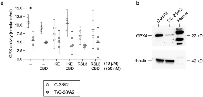 CBD partially restores GPX4 activity in ferroptotic human articular chondrocytes. (a) GPX activity in untreated C‐28/I2 and T/C‐28/A2 cells (−), in cells treated for 24 h with CBD (750 nM), IKE (10 μM) or RSL3 (10 μM) alone and cells co‐treated with CBD and ferroptosis inducers. GPX activity is given in nmol/min/mL for individual experiments (n = 3 for each cell line) and as means (95% CI). Paired t‐test. # p < 0.05. (b) Western blot analysis of GPX4 expression in C‐28/I2 and T/C‐28/A2 cells. β‐Actin served as loading control.