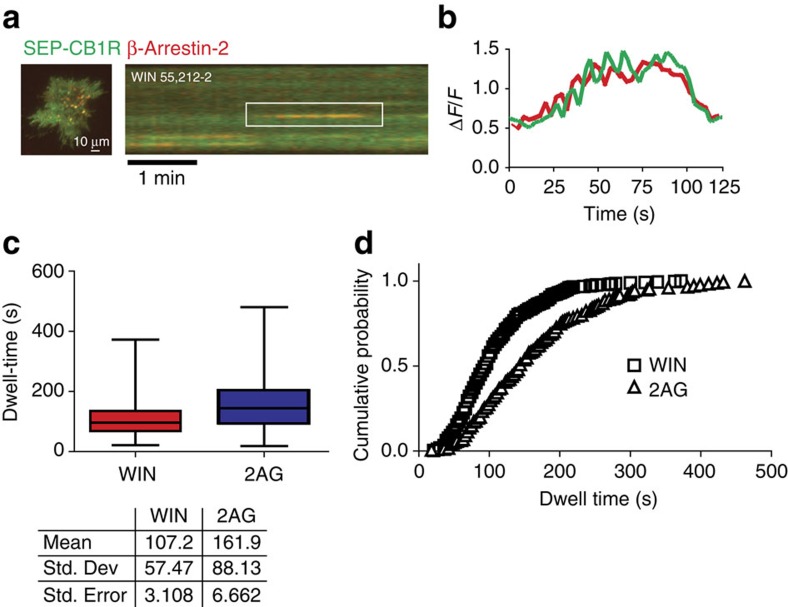 β-arrestin-2 is recruited and retained into CB1R CCPs with ligand-specific kinetics.(a) HEK293 cells co-expressing SEP-CB1R and mRFP-β-arrestin-2 were incubated with 5μM WIN 55,212-2 and analysed under dual-colour TIRF microscopy. Representative kymograph depicts an individual endocytic event and the colocalization between SEP-CB1R and mRFP-β-arrestin-2. (b) Individual normalized fluorescence intensity from SEP-CB1R and β-arrestin-2. (c) Box and whiskers plot (the median values and min/max range) showing β-arrestin-2 dwell times (n=304 events per 21 cells and 321 events per 15 cells). (d) Cumulative probability for β-arrestin 2 dwell times in the presence of 5μM WIN 55,212-2 and 10μM 2-AG.