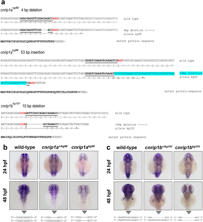 Mutagenesis of cnrip1a and cnrip1b. (a) Alignments of wild type with each of three mutant alleles showing the predicted expressed mutant polypeptide beneath. Bold underline indicates the gRNA target, red font the protospacer motif recognised by Cas9, hyphens deleted bases, blue highlight inserted bases and asterisks novel stop codons. In the mutant protein sequences, bold text indicates the residual wild type fragment and normal font the aberrant polypeptide tail. (b,c). To test for nonsense-mediated decay, about 50 siblings from in-crosses of cnrip1a +/kg98 (b) and cnrip1b +/kg101 (c) mutant carriers were subjected to in situ hybridisation for the cognate mRNA at the indicated stages, photographed, DNA extracted, PCR performed across the mutant locus and genotype confirmed by DNA sequencing as indicated beneath each panel. Quantitative evidence of reproducibility is given in Table S1.
