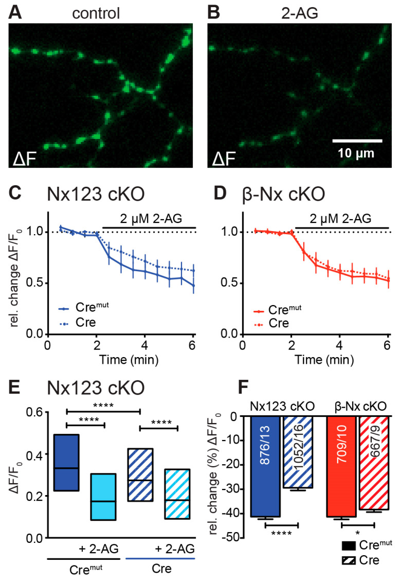 Endocannabinoid-evoked CB1-receptor activation reduces presynaptic Ca2+ transients in an Nx-dependent manner. (A) Several presynaptic boutons of a synGCaMP7b-transfected Nx123 cKO Cre neuron are shown in an exemplary ΔF image during 3-AP stimulation. (B) The identical presynaptic boutons to those in A after 5 min of CB1-receptor activation with 2 µM 2-AG, again during a 3-AP stimulation. (C) Repetitive stimulation (1 AP every 30 s) shows a reduction in Ca2+ transients in response to the application of 2-AG, averaged (mean ± SEM) from neurons of Nx123 Cremut (13 neurons, continuous line) and Nx123 Cre (16, dotted line), displayed as relative changes normalized to the mean of four stimulations before 2-AG application. (D) Similar recordings as in C for β-Nx cKO Cremut (10, continuous line) and β-Nx cKO Cre (9, dotted line). (E) Boxplot (quartiles and median) of Ca2+ ΔF/F0 for Nx123 Cremut (960 ROIs/13 cells) and Nx123 Cre (1168/16) before and after 2-AG application. (F) Relative change (%) in presynaptic Ca2+ transients by activation of CB1-receptor with 2-AG. Cells were measured under both conditions (control and 5 min of 2-AG), and reduction was calculated for each bouton separately, plotted as mean ± SEM in Nx123 cKO (blue) and β-Nx cKO (red) neurons (Cremut and Cre). Outliers were detected and removed with the ROUT method (Q = 1), and columns were compared with an unpaired t-test; * p < 0.05; **** p < 0.0001; numbers (included ROIs/cells) are given in the columns.