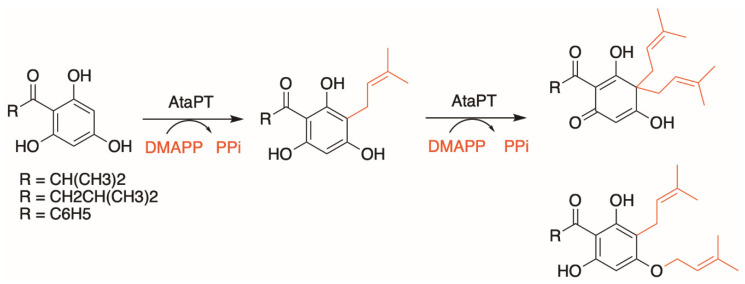 AtaPT catalyzes predominantly C-monoprenylation of acylphloroglucinols but can also form gem-diprenylated products with DMAPP as the prenyl donor, as well as C- and O-diprenylated derivatives.