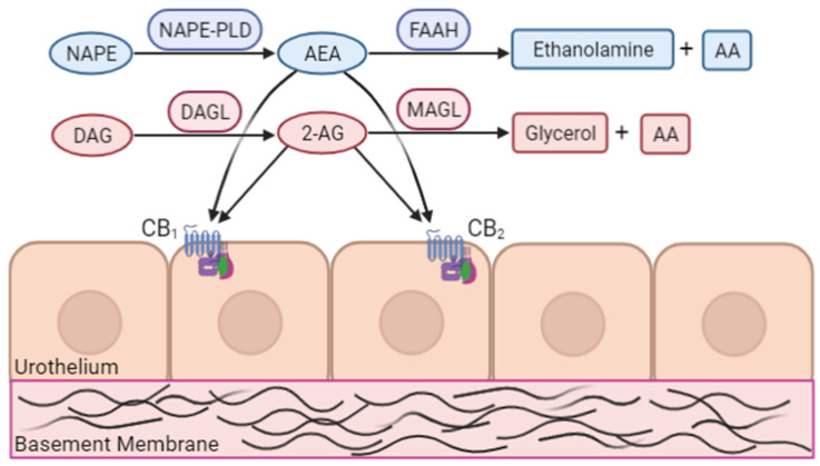 The endocannabinoid system (shown on urothelium) highlights key endocannabinoids, cannabinoid receptors, and synthesis/degradative enzymes. NAPE, N-acyl-phosphatidylethanolamine; NAPE-PLD, N-acyl-phosphatidylethanolamine-specific phospholipase D; 2-AG, 2-arachidonoylglycerol; AA, arachidonic acid; DAG, diacylglycerol; DAGL, diacyl-glycerol lipase; CB1, cannabinoid receptor 1; CB2, cannabinoid receptor 2; FAAH, fatty acid amide hydrolase; MAGL, monoacylglycerol lipase. (Image created with BioRender).