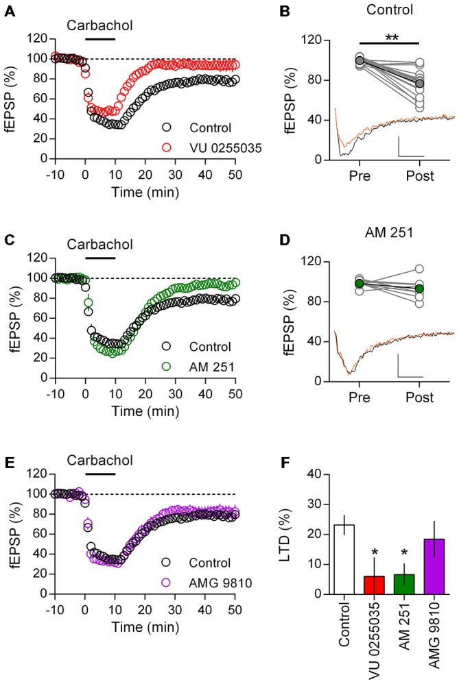 M1 muscarinic acetlycholine receptor (mAChR) dependent long-term depression (LTD) is CB1 receptor (CB1R) mediated in adult rat mPFC. (A) Time course of normalized field EPSPs during acute carbachol (10 μM, 10 min) stimulation in presence of M1 receptor antagonist VU0255035 (10 μM, n = 5; control, n = 17). (B) Individual experiments from control group (gray), pre (baseline) and post (40 min washout) carbachol treatment and in black group average (**P < 0.01). Below, example traces from baseline (black) and 40 min post (orange) carbachol treatment (scale bar: 5 ms, 0.1 mV). (C) Time course of normalized field EPSPs in presence of CB1R antagonist AM251 (4 μM, n = 8) during carbachol induced LTD. (D) Pre and post carbachol field EPSPs for individual experiments (gray) and group average (green) in presence of AM251; pre and post carbachol example traces below. (E) Time course of normalized field EPSPs during carbachol induced LTD in presence of transient receptor potential vanilloid type 1 (TRPV1) receptor antagonist AMG 9810 (3 μM, n = 9). (F) Summary bar chart of percent LTD 40 min after carbachol washout (*P < 0.05).