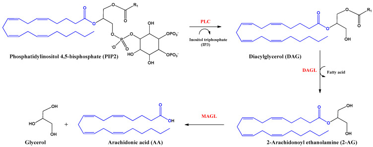 Biosynthesis and hydrolysis of 2–Arachidonoyl ethanolamine (2–AG) and arachidonic acid (AA). Abbreviations in red mean the enzymes: PLC: Phospholipase C–β; DAGL: Diacylglycerol lipase; MAGL: monoacylglycerol lipase.