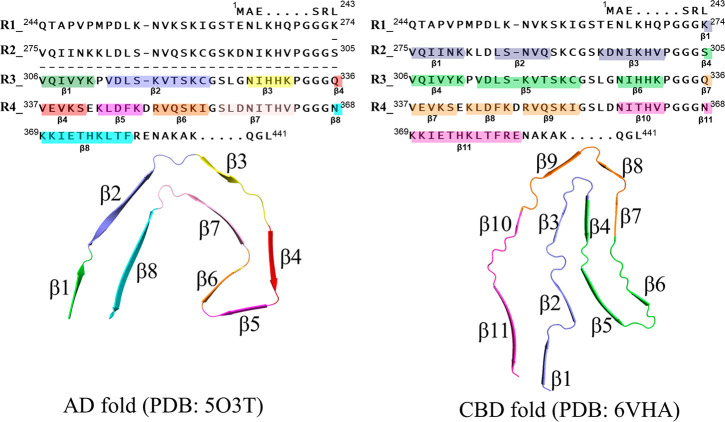 Illustration of the sequence and AD- and CBD-folding modes in the 4R-tau fibrils. The sequence alignment in the top two panels is adapted with permission from ref (29) (Copyright 2021, Elsevier) with new coloring style; the repeats 1–4 are abbreviated as R1–R4. The single chains from cryo-EM structures28,29 are illustrated in the bottom panel.