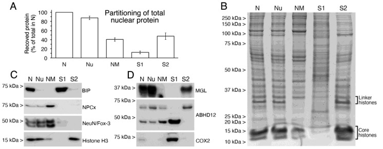 Characterization of nuclear subfractions obtained from intact nuclei and analysis of nuclear compartmentation of MGL, ABHD12, COX2. (A) Bar graph depicting the partitioning of total protein from cortical intact nuclei (N) into nucleoids (Nu), nuclear matrix (NM), TX-100 extractable supernatant (S1) and DNase I/high salt extractable supernatant (S2). Data are expressed as percent protein recovered in each fraction relative to total protein (100%) in N fraction. Values are mean ± SD of two independent experiments. (B) Coomassie blue-stained SDS-PAGE of equivalent amounts (20 µg) of protein from N, Nu, NM, S1 and S2 samples. (C) Western blot analysis of nuclear subfractions (12 µg/lane) run in parallel to analyze the suitability of the subfractioning procedure using specific markers for non-ionic detergent extractable (BiP), non-ionic detergent and DNase I/high salt resistant (NPCx), nuclear matrix (NeuN/Fox-3) and DNA-bound (Histone H3) proteins. (D) MGL, ABHD12 and COX2 immunoblots in N, Nu, NM, S1 and S2 nuclear subfractions. 12 µg/lane were loaded.